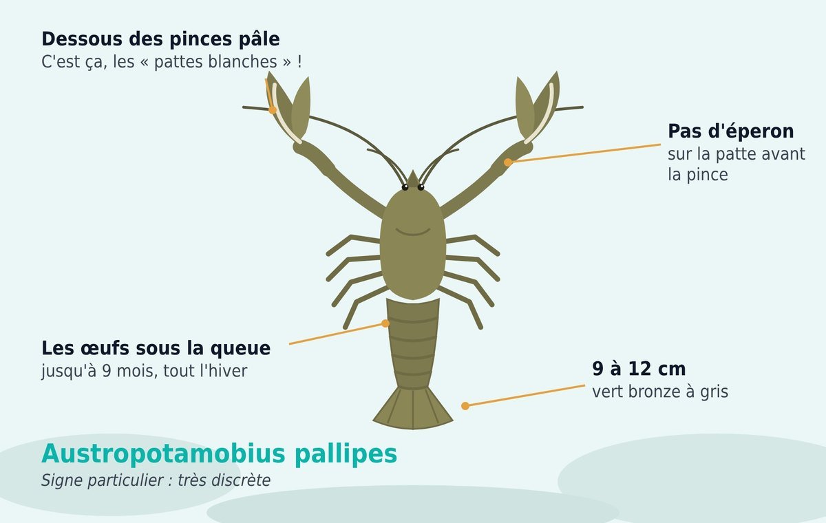 L'écrevisse à pattes blanches et ses signes distinctifs